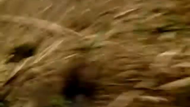 Дикие улитки смотреть онлайн