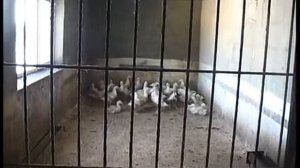 Зимнее содержание птиц