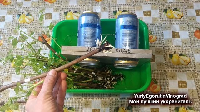 ?  Лучший способ. Как ? % укоренить черенки винограда. Укоренение винограда на воде.