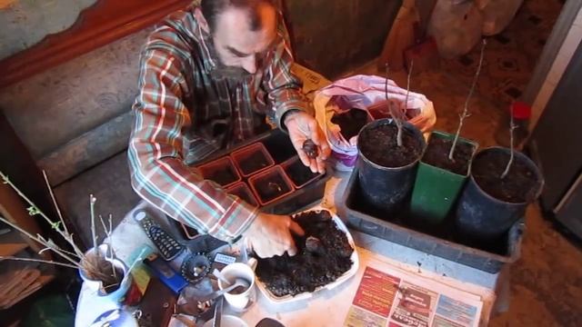 Зимостойкие Грецкие Орехи "Подмосковье" выращивают на кухне смотреть онлайн