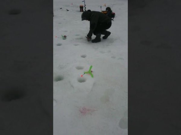 Голицыно Fish (3)