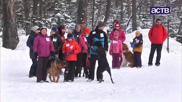 Соревнования "Встречаем Рождество" прошли в дог-парке Южно-Сахалинска смотреть онлайн