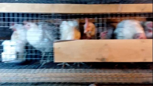 Клетки для кур-несушек своими руками. Финал смотреть онлайн