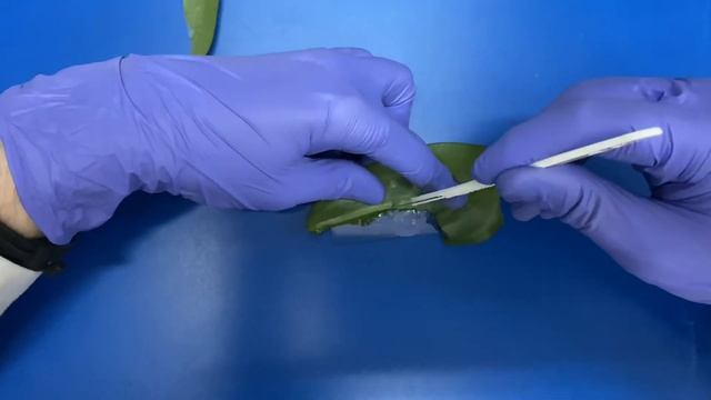 Определение числа устьиц на единице площади листа смотреть онлайн