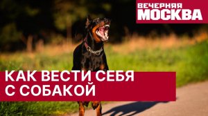Как вести себя с собакой, чтобы не пострадать. Кинолог объяснил, как защитить детей
