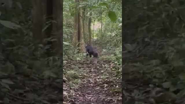 Screaming chimpanzees in Budongo Forest Uganda