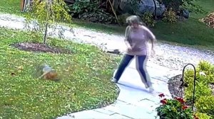 Момент нападения лисы на женщину. В США