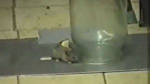 Ловля мыши на банку