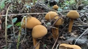 ФЕОЛЕПИОТА ЗОЛОТИСТАЯ - один из самых красивых грибов!!! Грибная азбука.