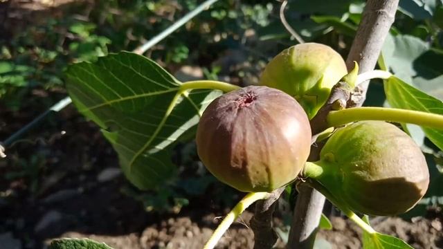 Пробуемо хурму, зізіфус, інжир!!! смотреть онлайн