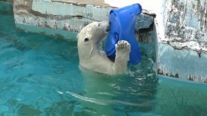 樽を持って一回転💗ホウチャンお客さんの心、ワシ掴み【天王寺動物園】