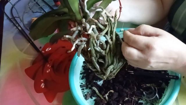 Пересадочка🪴🤗 смотреть онлайн