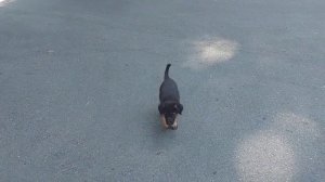 Жесть Кисловодска. Бездомные собаки наводнили город