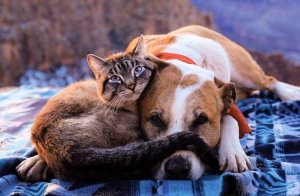 СМЕШНЫЕ КОТЫ?/10 МИНУТ СМЕХА/СМЕШНЫЕ ЖИВОТНЫЕ /ЛУЧШИЕ ПРИКОЛЫ/ выпуск #70