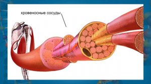 Мышцы  Типы мышц, их строение и значение  Видеоурок по биологии 8 класс