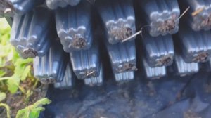 Клубника. Кассетная рассада за две недели. Результат выращивания земляники.