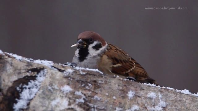 Воробей и семечки