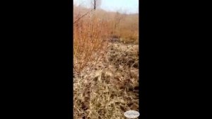 Заготовка лозы (ивового прута) для производства плетеной мебели