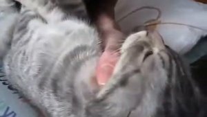 Как закапать глаза котенку (How to drip eyes kitten)