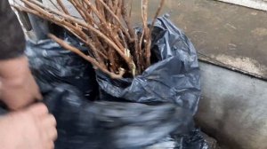 Продажа саженцев Персика