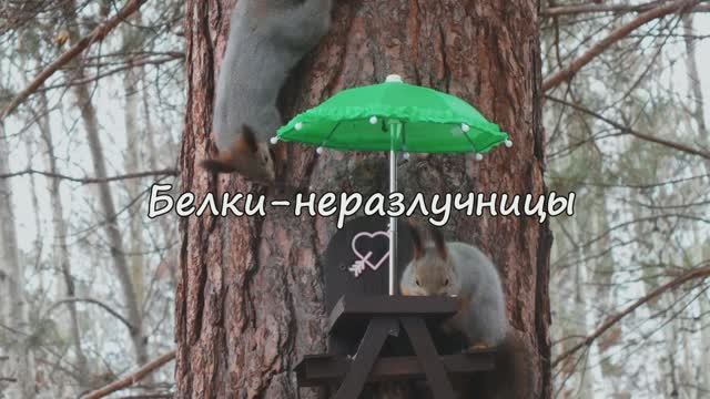 Две белочки-неразлучницы