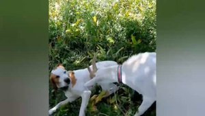 Зоопарк дома 😄 Коза бодается. Смешные животные.