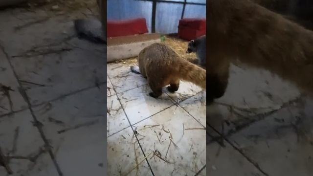 #ямыилюша #помощьбездомнымживотным #raccoon #енотики #анапа #море