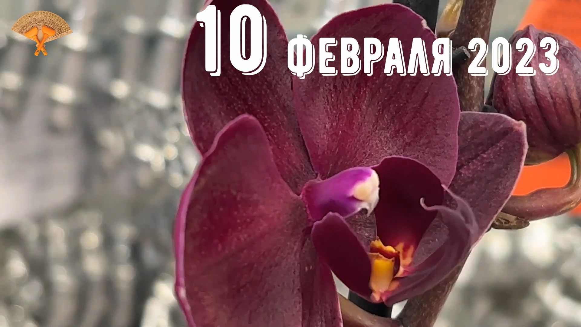 Грабли веерные Для любителей канала Грабли Live 10..02.2023 смотреть онлайн