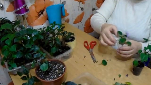 Ванька? Ну, конечно, Ванька! Эти так неприхотливые цветы -Символ верности, любви и красоты))
