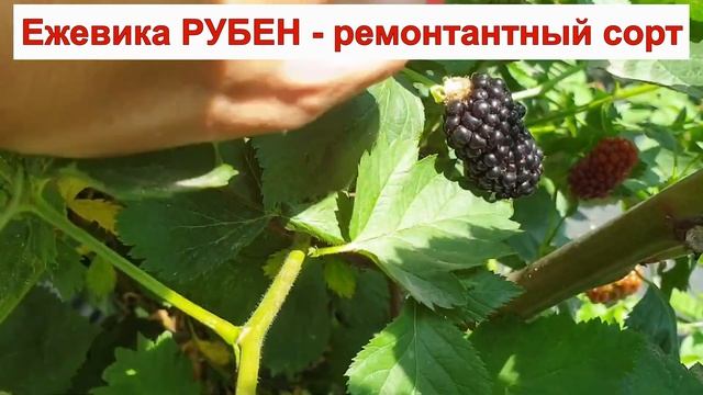 ЕЖЕВИКА РУБЕН - РЕМОНТАНТНЫЙ сорт БЕЗ ШИПОВ. КРУПНАЯ ЯГОДА. ОПИСАНИЕ СОРТА, характеристики ОТЗЫВЫ