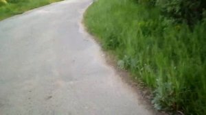 Черусти: здесь заканчивается лесная дорога. 1.06.19