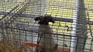 Ферма для выращивания норки MOUSIOS Греция