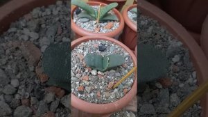 Гастерии. Старые и новые