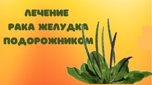 Лечение рака желудка подорожником.mp4