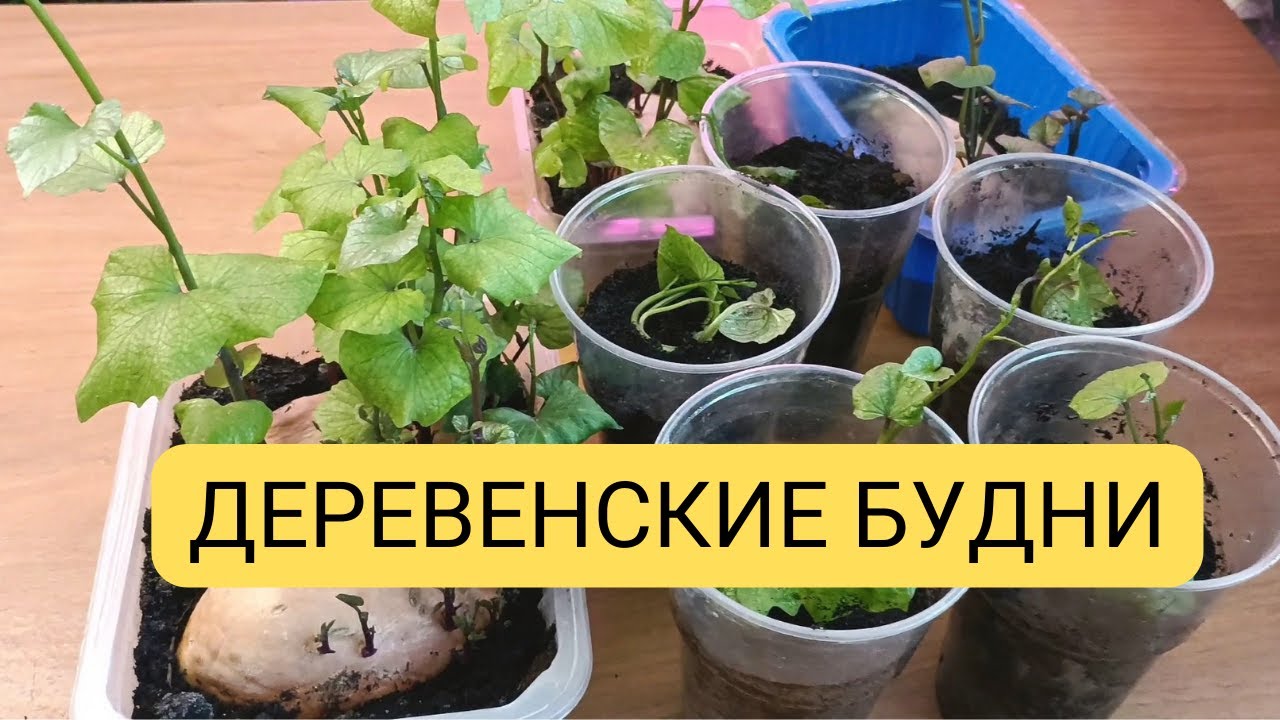 Деревенские будни. Черенкую батат. Лук порей. Куры, утки.