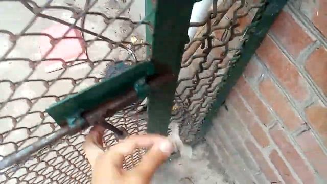 Как линяет прыткая ящерица смотреть онлайн