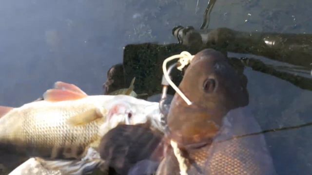 подводная охота Увильды 2021г смотреть онлайн