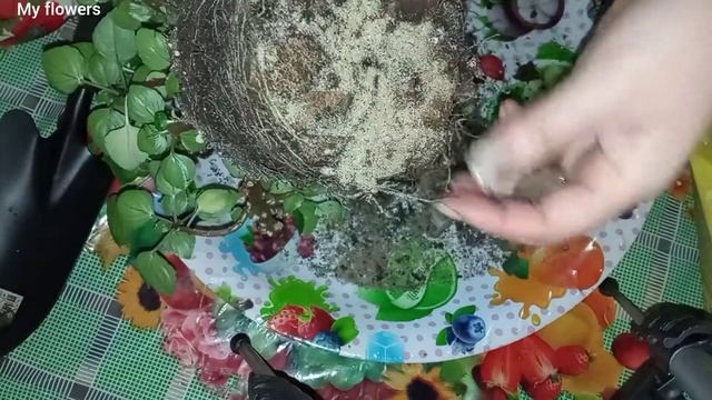 Пересадка бальзамина!Весенняя пересадка комнатных растений.Часть 1. смотреть онлайн