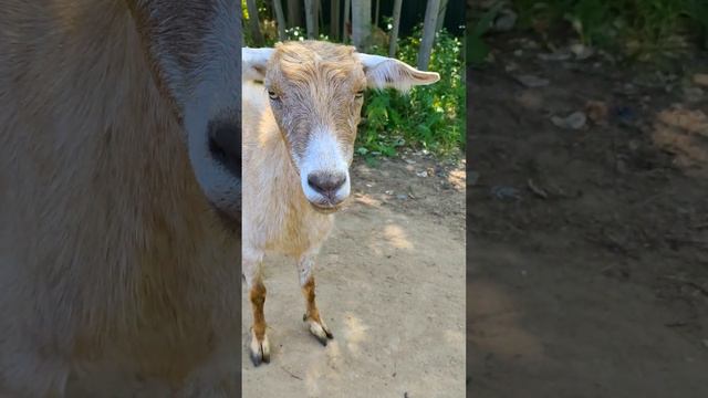Domestic goat Коза-дереза -6 Домашние животные Pets