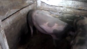 Поросята в 6 месячном возрасте,готовые на забой и продаже живым весом.