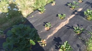 НСД сорт клубники постоянного плодоношения Мальга