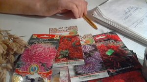Хобби, приносящее доход.Обзор семян.Астра на срезку.