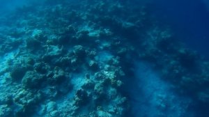 Coco Palm Dhuni Kolhu reef