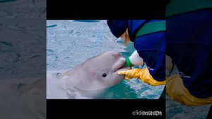 Р. Паулс "Кашалотик-кашалот"