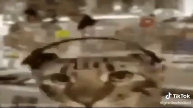 Кот с наушниками мем