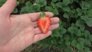 Альбион ремонтантный сорт клубники