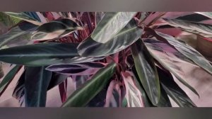 Stromanthe "Tricolor" ( Строманта " Триколор"),Stromanthe"Magic Star"(Строманта "Волшебная звезда")