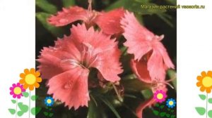 Гвоздика турецкая Барбарини Салмон. Краткий обзор, описание dianthus x barbatus Barbarini Salmon