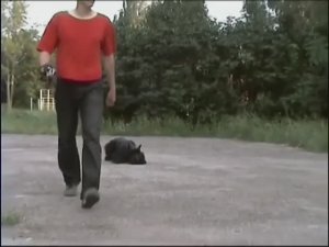 Шигаев Роман и ризеншнауцер Банзай. Тренировка. Тольятти, лето 2008.