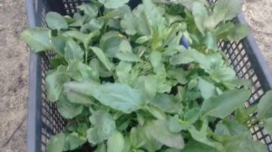 Продажа рассады дома. Как  организован процесс.